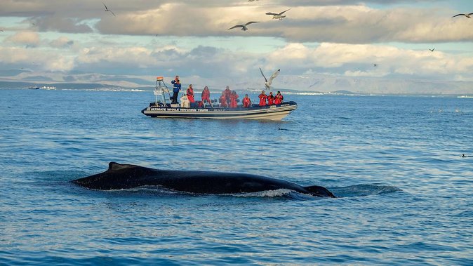 RIB Whale Watching Small-Group Boat Tour from Reykjavik - Who will enjoy this RIB whale safari most?
