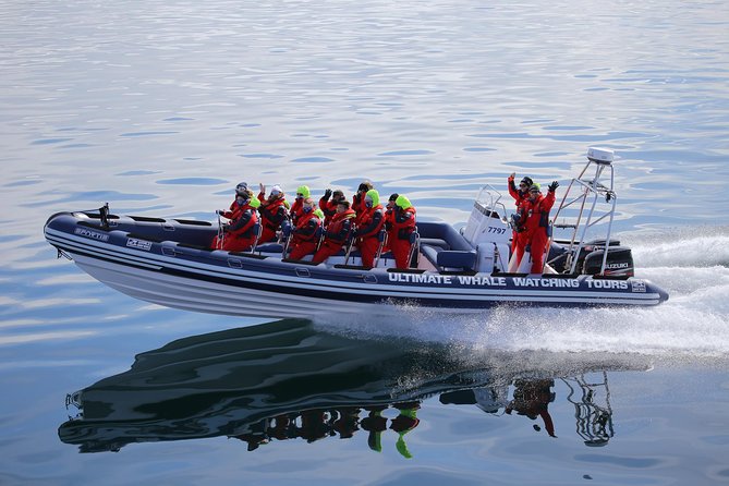 RIB Whale Watching Small-Group Boat Tour from Reykjavik - Should you book the Whale Safari RIB tour?