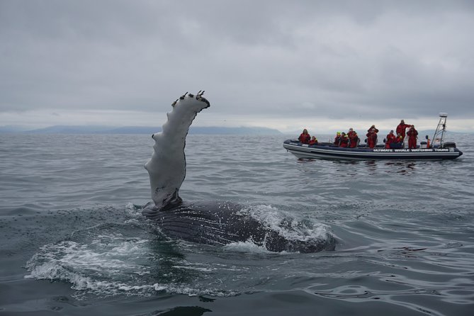 RIB Whale Watching Small-Group Boat Tour from Reykjavik - What the suspension seats can and cannot do