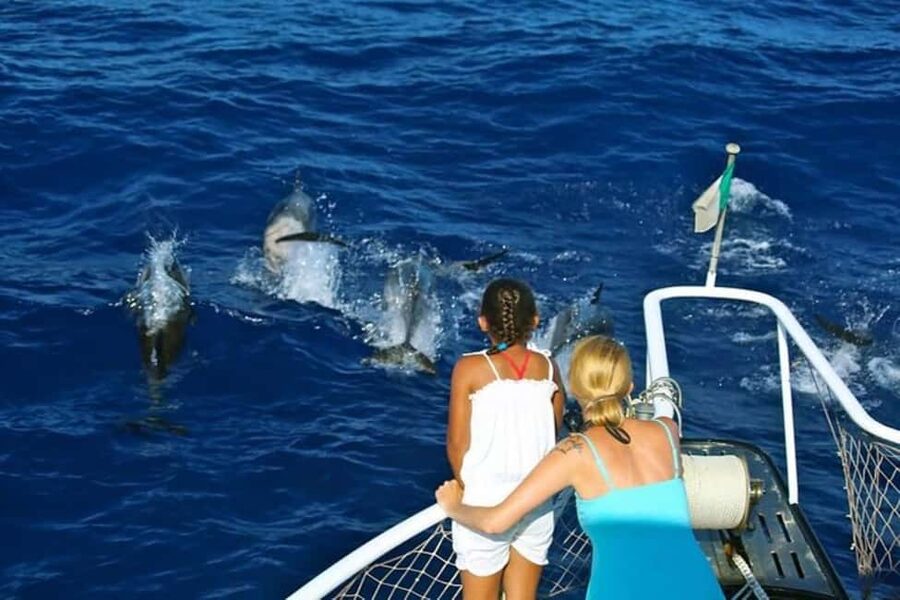 Roseau: Guided Dolphin and Whale Watching Tour With Drinks - Key points to know before booking