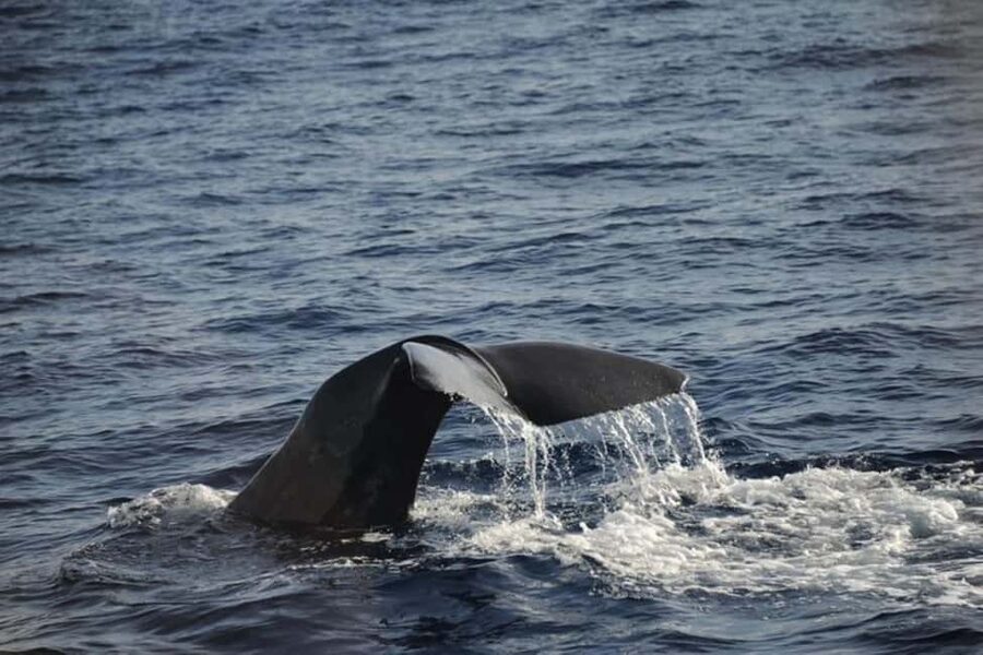 Roseau: Guided Dolphin and Whale Watching Tour With Drinks - What the three-hour route feels like