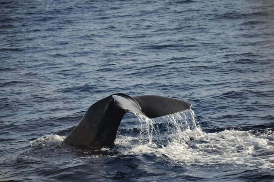 Roseau: Guided Dolphin and Whale Watching Tour With Drinks - Expect spray, sun, and an open-water ride