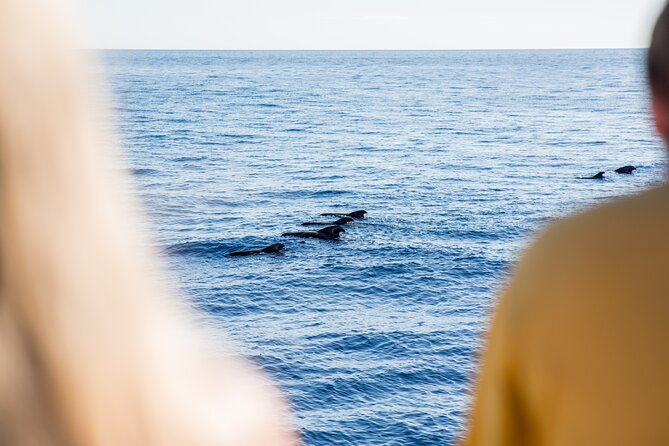 Royal Delfin - 4'5H Dolphin & Whale Watching - Los Gigantes Masca - Lunch & Swim - From Puerto Colón toward Los Gigantes