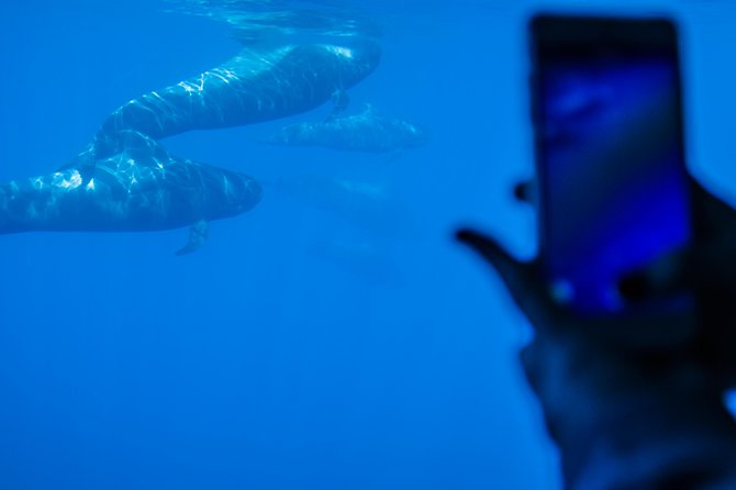 Royal Delfin - 4'5H Dolphin & Whale Watching - Los Gigantes Masca - Lunch & Swim - Who will enjoy this afternoon cruise?