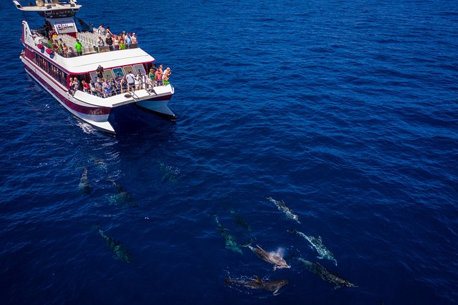 Royal Delfin - 4'5H Dolphin & Whale Watching - Los Gigantes Masca - Lunch & Swim - Timing, meeting point, and cancellation details