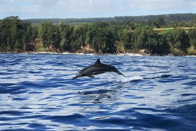 Royal Humpback Whale Exploration - Why Hilo is a good place to look for winter whales