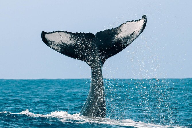 Royal Humpback Whale Exploration - The crew and the value of a small group