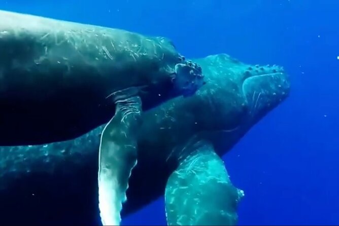 Royal Humpback Whale Exploration - The Whale Song Snorkel Package