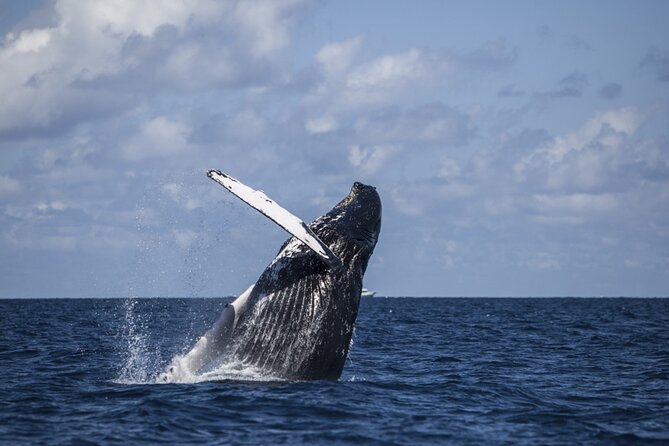 Royal Humpback Whale Exploration - Timing your visit for the best chance
