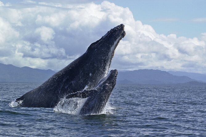 Royal Humpback Whale Exploration - Weather, wildlife, and what you can control