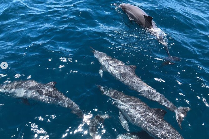 Royal Humpback Whale Exploration - Food, equipment, and small practical details