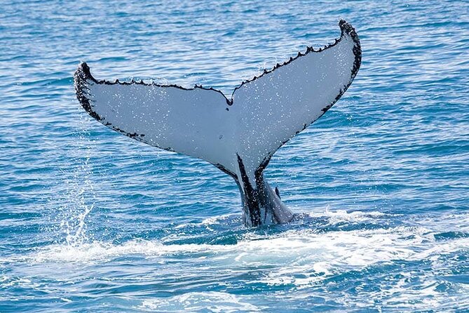 Royal Humpback Whale Exploration - What the 90-minute boat ride feels like