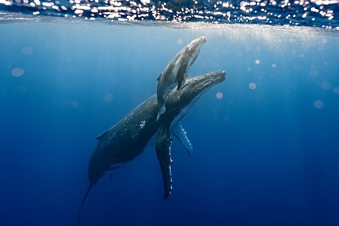 Sacred Experience Swimming with a Whale in Moorea - Why Moorea is a special place to look for whales