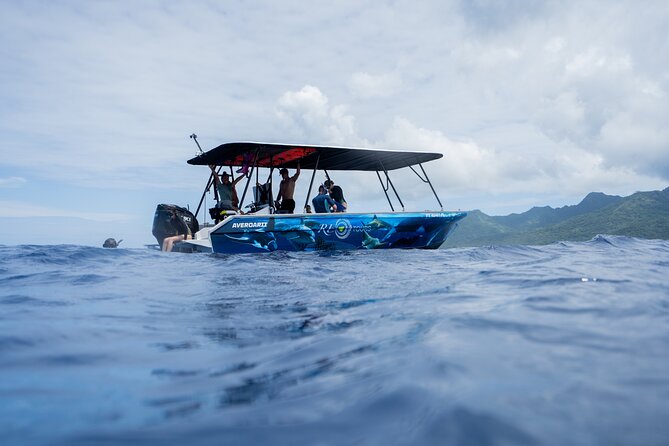 Sacred Experience Swimming with a Whale in Moorea - Swimming with whales is active, not passive
