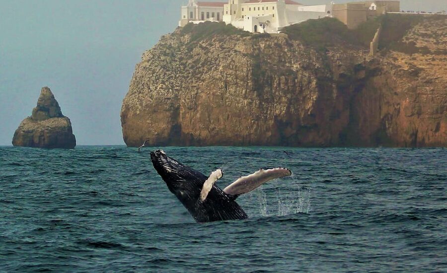 Sagres Wildlife Adventure: Dolphin and Whale Watching Tour - Starting at Baleeira Port in Sagres