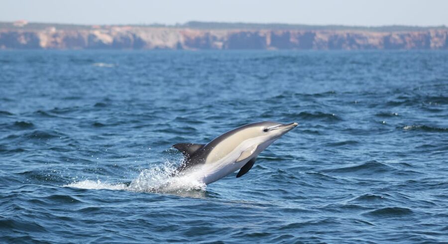 Sagres Wildlife Adventure: Dolphin and Whale Watching Tour - A marine biologist changes the experience