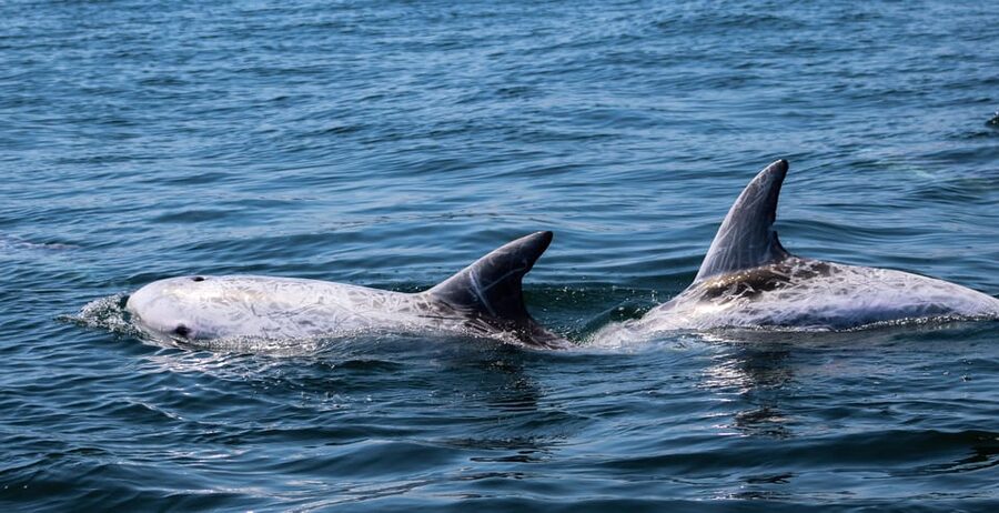 Sagres Wildlife Adventure: Dolphin and Whale Watching Tour - Booking flexibility and seasonal details