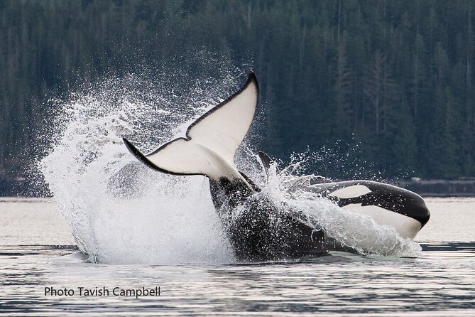 Salish Sea Whale Watching Tour in Campbell River - A custom boat with shelter when you need it