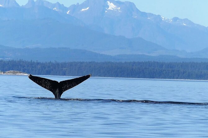 Salish Sea Whale Watching Tour in Campbell River - Is $204.65 a fair price?