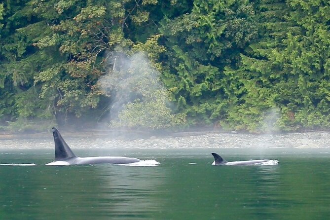 Salish Sea Whale Watching Tour in Campbell River - Safety, weather, and cancellation rules