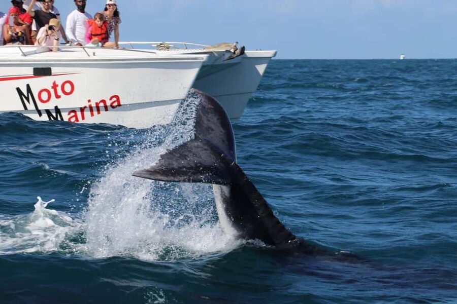 Samana: Bay of Samana Whale Watching Experience - Key points to know before booking
