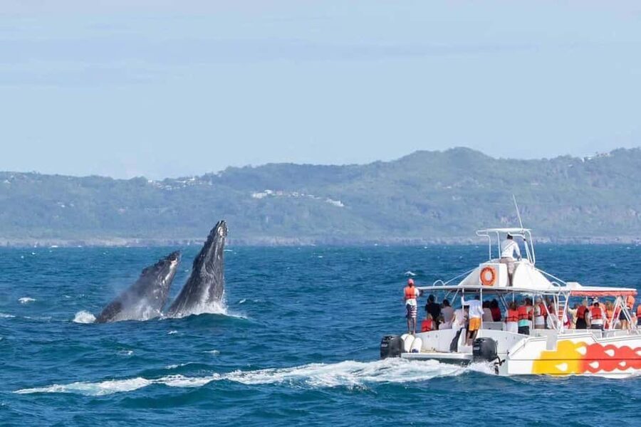 Samana: Bay of Samana Whale Watching Experience - Why Samaná Bay is the right setting for whale watching