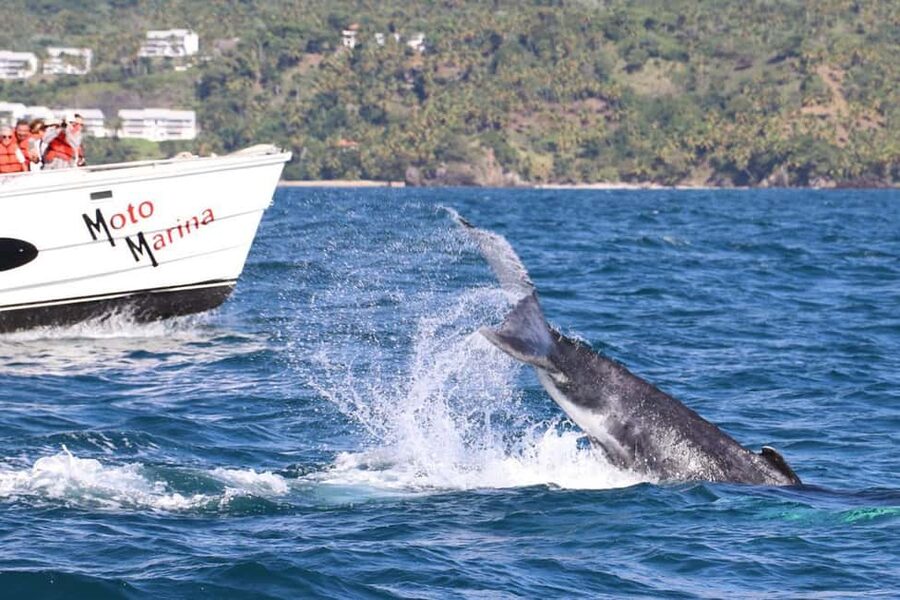 Samana: Bay of Samana Whale Watching Experience - Two and a half hours in the Marine Mammal Sanctuary