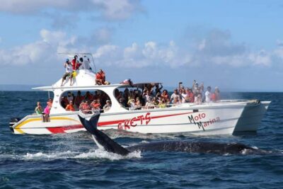 Bay of Samana Whale Watching Experience