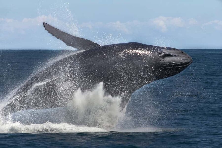 Samana: Bay of Samana Whale Watching Experience - How much value do you get for $65?