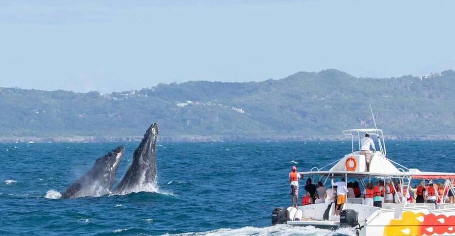 Samana: Bay of Samana Whale Watching Experience - Who will enjoy this trip most