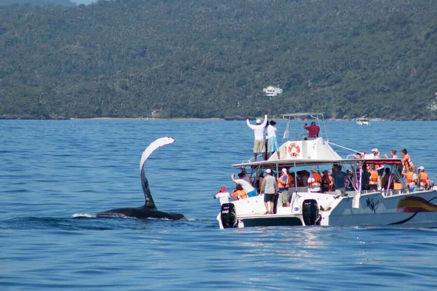 Samana: Bay of Samana Whale Watching Experience - Should you book the Samaná whale-watching trip?