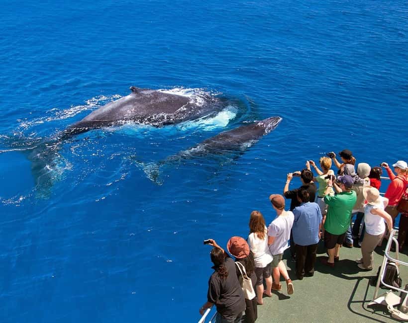 Samaná: Whale Watching Tour with Snacks - Key points to know before you book