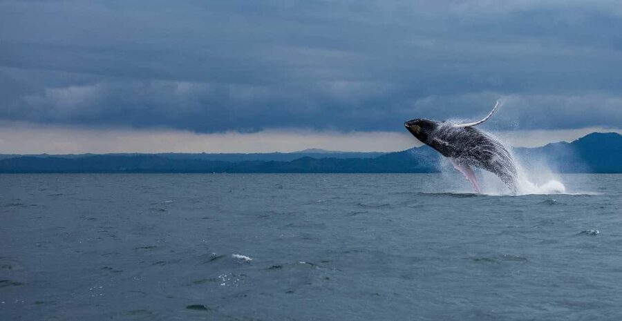 Samaná: Whale Watching Tour with Snacks - Why Samaná Bay is a special place for whale watching