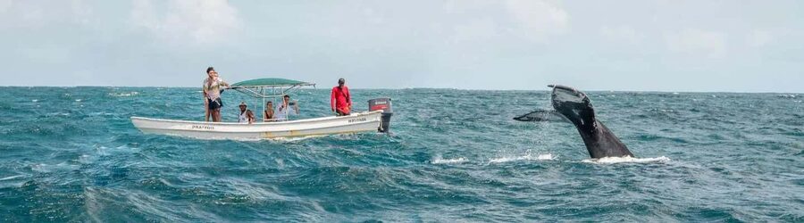Samaná: Whale Watching Tour with Snacks - Crossing the turquoise waters of the bay