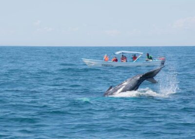 Whale Watching Tour with Snacks