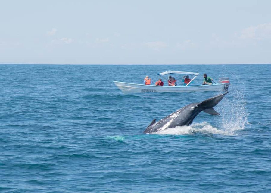 Samaná: Whale Watching Tour with Snacks - Meeting at the dock and leaving at 9:30 AM