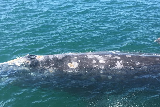 San Diego: 3 Hour Whale Watching Cruise - Three hours in search of Pacific wildlife