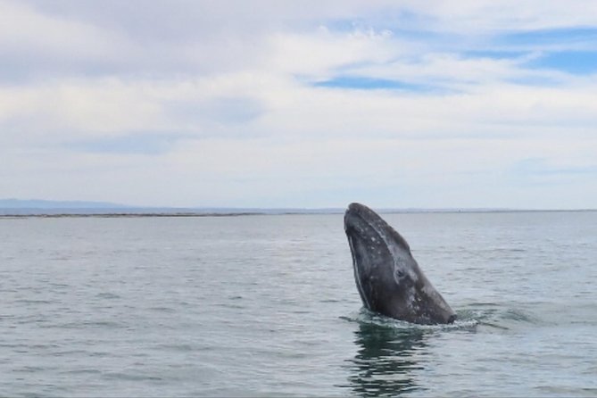 San Diego: 3 Hour Whale Watching Cruise - The view from the boat matters