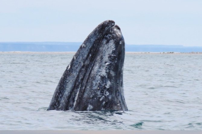San Diego: 3 Hour Whale Watching Cruise - Who will enjoy this cruise most?