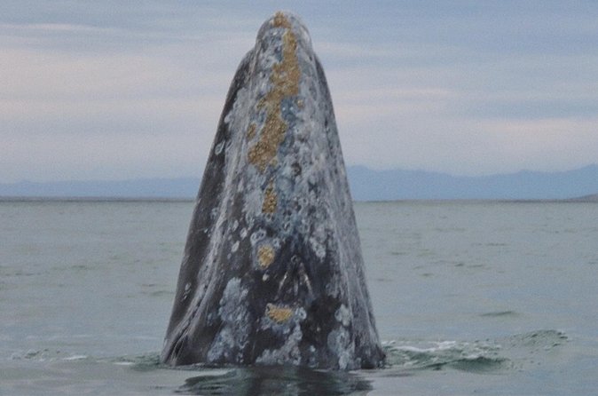 San Diego: 3 Hour Whale Watching Cruise - A practical plan for the day