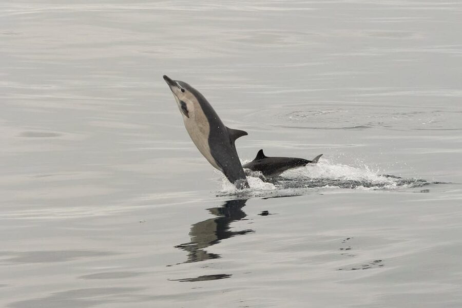 San Diego: Dolphin and Whale-Watching Sunset Cruise - Setting out from San Diego for open-water wildlife