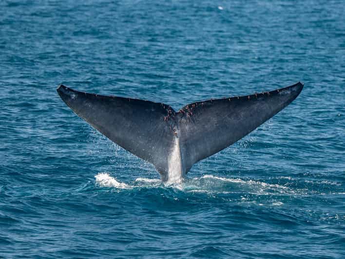 San Diego: Dolphin and Whale-Watching Sunset Cruise - Looking for whales, from humpbacks to grey whales