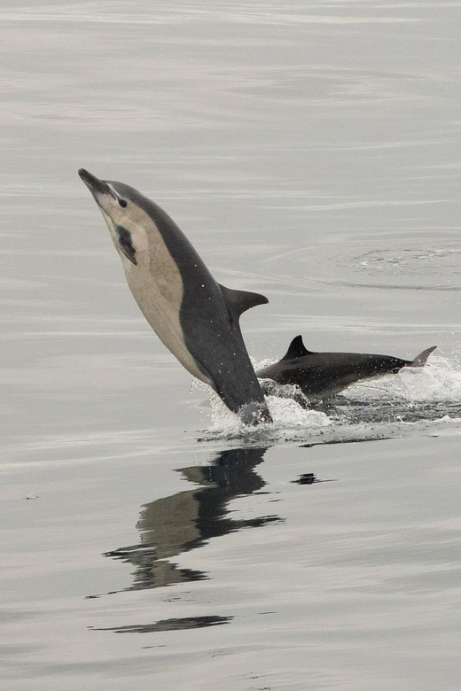 San Diego: Dolphin and Whale-Watching Sunset Cruise - Dolphins may provide the most action