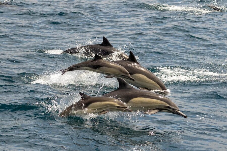 San Diego: Dolphin and Whale-Watching Sunset Cruise - How much value do you get for $70?