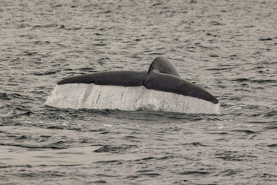 San Diego: Dolphin and Whale-Watching Sunset Cruise - Timing, comfort, and what to wear