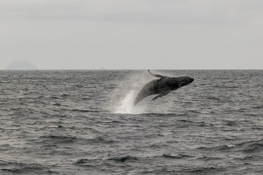 San Diego: Dolphin and Whale-Watching Sunset Cruise - Who will enjoy this cruise most?