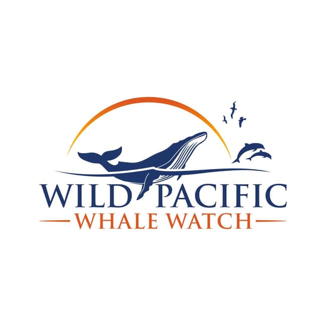 San Diego: Luxury Year-round Whale Watching & Dolphin Tour - Searching for gray and blue whales
