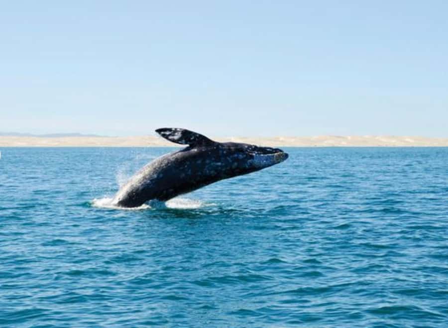 San Diego: Whale and Dolphin Watching Cruise - Key points before you book
