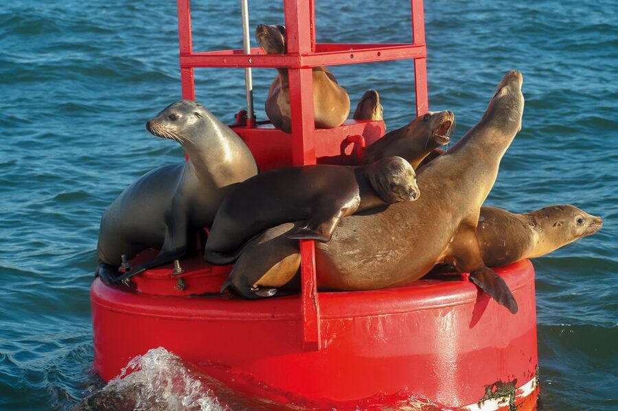 San Diego: Whale and Dolphin Watching Cruise - Practical tips for a better day