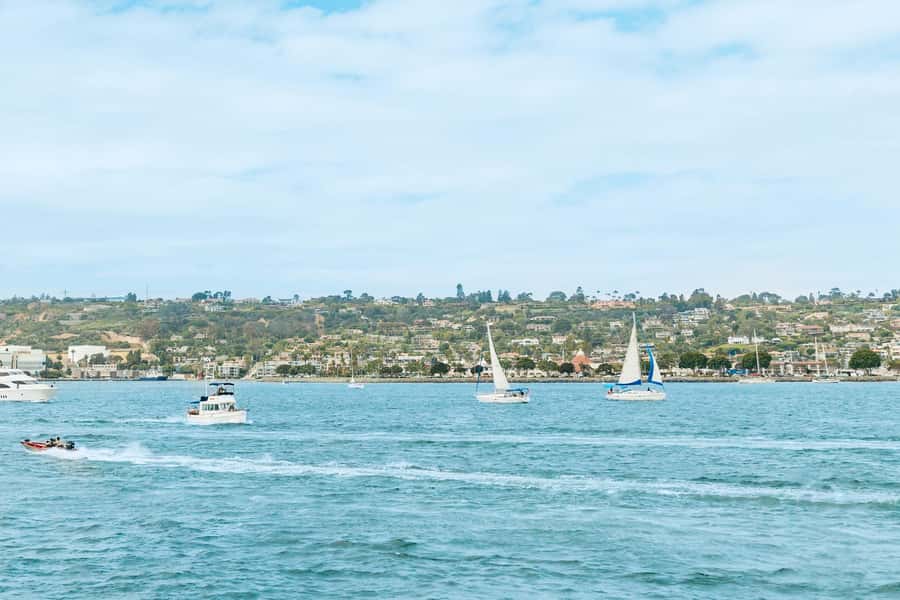 San Diego: Whale and Dolphin Watching Cruise - The naturalists add more than animal names